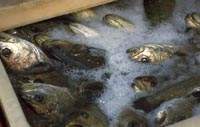 Poisson captur - choc thermique