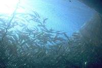 Poissons dans leurs cages