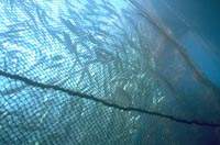Vue des cages en mer