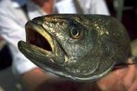 Un poisson d'aquaculture tout juste pch